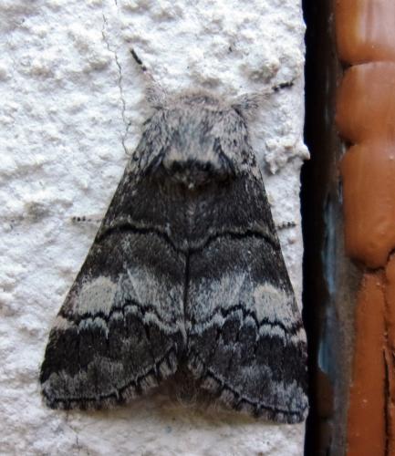 Drymonia querna